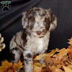 Carly/Mini Labradoodle									Puppy/Female	/6 Weeks, Hi! Im Carly, the sweetest little F1B mini labradoodle. Im a small bundle of joy, full of hugs and kisses! My coat is soft and fluffy. My unique colors are blended to perfection!! I’d love to be a part of your family, bring puppy love into your home, run and play with you, and of course lots of snuggling!! Prepare to fall in love!