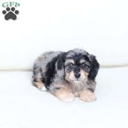 Skye/Dachshund Mix									Puppy/Female	/7 Weeks,To contact the breeder about this puppy, click on the “View Breeder Info” tab above.