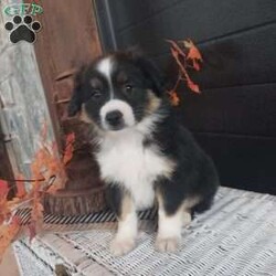 Buddy/Miniature Australian Shepherd									Puppy/Male	/August 25th, 2024,Meet buddy, he is a sweet lovely puppy that absolutely loves to play with children loves being around people, he comes up to date on shots and dewormer, also a 30 day health guarantee