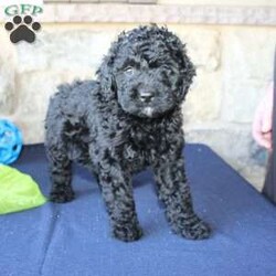 Kathy/Mini Labradoodle									Puppy/Female	/6 Weeks,Are you searching for a Mini Labradoodle who will have a hypoallergenic coat and feel soft and snuggly like a Poodle? We have been specializing in multigenerational Mini Labradoodles for years and have finally perfected the coat textures of our puppies so that you can enjoy the happy go lucky personality of the Labrador with the convenience of the Poodle coat! Our puppies come up to date on shots and dewormer and will be vet checked before they leave. We offer a 1 Year Genetic Health Guarantee as well! If you are looking for the perfect pup this fall contact us today! 