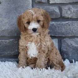 Bentley/Cavapoo									Puppy/Male	/10 Weeks,I offer a one year health guarantee. Up to date on shots and dewormings. I’m looking for a loving indoor home. Shipping options are available anywhere in the US. All Sunday calls are returned on Mondays. Thanks Jon