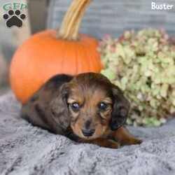 Buster/Dachshund									Puppy/Male	/10 Weeks,Meet Buster, an adorable mini Dachshund puppy looking for a loving home! Family-raised and well-socialized, Buster  will make a perfect addition to any household. His mom, Connie, and dad, Rocky, have passed down their sweet temperament, making him both playful and affectionate. Buster is up to date on his shots and dewormer, has been vet-checked, and comes with a 30-day health guarantee for peace of mind. He’s ACA registered and microchipped, ready for his forever family. Don’t miss out on the chance to bring this little bundle of joy home!