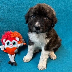 Adopt a dog:Marvel/Bernese Mountain Dog/Male/Baby,My name is Marvel. I am a handsome 7-week-old German Shepherd. I weigh 6.2 lbs and my birthday is 9/7/2024 so I have some growing to do! I will be a medium/large dog. I am started on my shots and worming schedule and have been treated for any issues I came in with. 

Bernese/German Shepherd mixes are very loyal, affectionate and intelligent dogs. They need plenty of exercise, both to keep them in good physical condition and to stimulate him mentally.   

 I enjoy running and playing with my siblings at the shelter and playing with toys. Of course, I also enjoy my one on one snuggle time and giving kisses. 

Please if you are interested in me get your application in today, there is no time to waste:

You can go to www.hopeforhannahrescue.org 
or just copy the direct link below and paste it into your search bar.

The direct link to our application can be found here-  https://ueodqi9fe3f.typeform.com/to/sFwghRQN - Copy and Paste 

If you have any problem, call Suzi (717) 466-5968 and I will be happy to assist you.