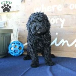 Kathy/Mini Labradoodle									Puppy/Female	/6 Weeks,Are you searching for a Mini Labradoodle who will have a hypoallergenic coat and feel soft and snuggly like a Poodle? We have been specializing in multigenerational Mini Labradoodles for years and have finally perfected the coat textures of our puppies so that you can enjoy the happy go lucky personality of the Labrador with the convenience of the Poodle coat! Our puppies come up to date on shots and dewormer and will be vet checked before they leave. We offer a 1 Year Genetic Health Guarantee as well! If you are looking for the perfect pup this fall contact us today! 