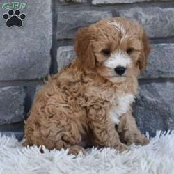 Bentley/Cavapoo									Puppy/Male	/10 Weeks,I offer a one year health guarantee. Up to date on shots and dewormings. I’m looking for a loving indoor home. Shipping options are available anywhere in the US. All Sunday calls are returned on Mondays. Thanks Jon