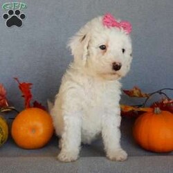 Pixie/Mini Goldendoodle									Puppy/Female														/10 Weeks,Prepare to fall in love !!! My name is Pixie and I’m the sweetest little F1b mini goldendoodle looking for my furever home! One look into my warm, loving eyes and at my silky soft coat and I’ll be sure to have captured your heart already! I’m very happy, playful and very kid friendly and I would love to fill your home with all my puppy love!! I am full of personality, and I give amazing puppy kisses! I stand out way above the rest with my beautiful white coat with red markings ! I will come to you vet checked, microchipped and up to date on all vaccinations and dewormings . I come with a 1-year guarantee with the option of extending it to a 3-year guarantee and our puppies also come with 30 days of pet insurance! My mother is Sophie, our 40#mini goldendoodle with a heart of gold and my father is Zeke, our 10# happy and playful apricot and white poodle and he has been genetically tested!  I will grow to approx 22-26# and I will be hypoallergenic and nonshedding! Why wait when you know I’m the one for you? Call or text Martha to make me the newest addition to your family and get ready to spend a lifetime of tail wagging fun with me! (7% sales tax on in home pickups)