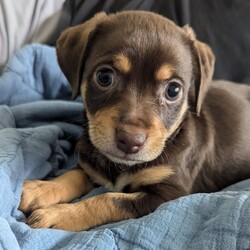 Ranger/Dachshund/Male/Baby Adopt a dog:Ranger/Dachshund/Male/Baby,Meet Ranger, the sweet and playful Dachshund/Chihuahua mix who’s ready to find his forever home! Ranger is a little ball of energy who loves to play with toys, wrestle with his siblings, and zoom around his pen. Despite his playful nature, he’s also the most quiet of the bunch, making him a calm and easygoing companion. If you’re looking for a fun-loving yet serene addition to your family, Ranger might just be your perfect match!