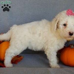 Pixie/Mini Goldendoodle									Puppy/Female														/10 Weeks,Prepare to fall in love !!! My name is Pixie and I’m the sweetest little F1b mini goldendoodle looking for my furever home! One look into my warm, loving eyes and at my silky soft coat and I’ll be sure to have captured your heart already! I’m very happy, playful and very kid friendly and I would love to fill your home with all my puppy love!! I am full of personality, and I give amazing puppy kisses! I stand out way above the rest with my beautiful white coat with red markings ! I will come to you vet checked, microchipped and up to date on all vaccinations and dewormings . I come with a 1-year guarantee with the option of extending it to a 3-year guarantee and our puppies also come with 30 days of pet insurance! My mother is Sophie, our 40#mini goldendoodle with a heart of gold and my father is Zeke, our 10# happy and playful apricot and white poodle and he has been genetically tested!  I will grow to approx 22-26# and I will be hypoallergenic and nonshedding! Why wait when you know I’m the one for you? Call or text Martha to make me the newest addition to your family and get ready to spend a lifetime of tail wagging fun with me! (7% sales tax on in home pickups)