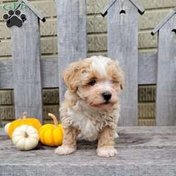 Carter/Havapoo									Puppy/Male	/9 Weeks,Meet Carter! Carter is looking for his forever home. He loves to smother you in kisses and is very playful. 