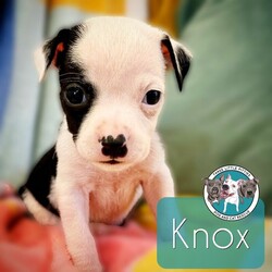 Adopt a dog:Knox Betty/Pit Bull Terrier/Male/Baby,Meet Knox! He is currently 4 weeks old, and we think he may be a Pit Bull Terrier mixed with Frenchie or pug, but with rescue its always a guess! Her mom is only about 35 lbs. The babies are so small so may end up medium sized - too cute! 
So, this puppy needs you! If you choose a puppy from this rescue, it saves their life AND it also allows us to save the life of another in its place.

Knox is playful, sweet, curious, and cuddly. He loves to play with his siblings and take lots of naps. Eat, sleep, play, repeat - such is puppy life! 

Knox is still young so he will need a family that can commit to training, socialization and all the dedication puppyhood requires. His new family will need to continue with potty and crate training and daily exercise. We require a commitment from adoptive families to crate train their new puppy. When old enough, they will be perfect to go on walks and hikes or show off around your neighborhood. 

You will be guaranteed to get lots of kisses in return from your new best friend!

Application link: https://adopt.animalsfirst.com/animal/62cc8e128b02916730334440/671af7ee19e65101d10ddb27

Please email tim@threelittlepittiesrescue.org with any questions.

Available for adoption in NV, MT, CO,UT, ID, OR, WA, Canada, and now the East Coast! Our PNW dogs are brought to you in style by a beautiful USDA licensed semi-truck, equipped with air conditioning for comfort, two drivers, and 2 onboard attendants providing 24 hour care. Our East Coast route will travel in a private, air conditioned 3LP-run van transport. 

Pick up day is unforgettable! You will get to follow along on their journey through a private FB Event page, where you will see photos, have the opportunity to connect with other adopters, and receive updates and constant communication along the way. One of our Adoption Coordinators can help to find the closest transport pick up location to you!

The adoption fee is $900.00 and includes all vetting as recommended by our doctor: DAPP (2 to 4 depending on age and time in the program), Bordetella, Rabies vaccine (if old enough), multiple broad spectrum deworming treatments, spay/neuter, flea prevention, 2 months of heartworm preventative, extended medical such as dentals, eye surgeries, and orthopedic surgeries prior to adoption when suggested by our partner vets, a microchip with free lifetime registration, a high quality nylon Martingale collar for dogs over 4 months old, a health certificate deeming the pup healthy for travel, cost of transport*, and many priceless years of love and loyal companionship!

*WE ARE TOLD THAT WE GO ABOVE AND BEYOND MEDICALLY. This is the feedback we tend to get, although we cannot guarantee perfect health. 
*To fully vet a dog in the PNW or the NE at many vets it would be upwards of $1,800 just to fix, vaccinate, chip, etc. The adoption fees charged by our rescue do not cover our expenses medically for each animal, but we offset costs with donations. Your adoption fee is considered a donation towards actual costs.

Why adopt from Three Little Pitties?

The stray and animal overpopulation in the Greater Houston area is the highest in the nation. Statistics show that there are over 1 million homeless animals in this region alone. Three Little Pitties Rescue is a nonprofit dog and cat rescue that partners with the community to make a difference. Our mission is to reduce the homeless pet population through community outreach, free spay and neuter services, and saving all breeds of dogs and cats from the streets or animal shelters that oftentimes have no other option but to euthanize animals for space. This dog youve found online is lucky to be in our program, and even luckier to have you notice it!

Three Little Pitties wants to set you and your new pet up for success! We know our dogs and we work hard to prepare them socially for adoption. We are a network of dedicated people who are heavily invested in seeing our animals thrive. From the moment they are accepted into our program, our Intake, Behavior & Medical teams prepare them for adoption by properly vetting, behaviorally assessing, and providing customized plans depending on the dogs needs. We seek to adopt to families who understand that these are rescue dogs and will require continued training efforts, but will be well on their way to being the best dogs that they can be!

It doesnt stop there! Our adopters also receive these special perks:

 30 day trial of pet insurance with Trupanion (must register within 24 hours of first vet appt.)
 A free private online dog training session with GoodPup plus low pricing for future sessions (approx $25 weekly for an 8 week course of one session per week)
 One free bonus toy in every BarkBox when signing up for their Super Chewer subscription plan
 70% off of your first order of Fetch, a PNW based, organic fresh dog food loaf meal subscription plan
 Coupons for a fun visit to Petco 
 Access to our exclusive FB Adopters page, where you can network for play dates, resources, and connect with other adopters that share their passion for their adopted pup!

We celebrated our 6 year anniversary this year! Through the combined efforts of all of our hardworking staff and volunteers, we have placed over 12,000 very lucky dogs and cats into amazing homes! By adopting from us, you save TWO lives! The pet you adopt, and you create an opportunity for another animal to be saved in that spot. Together, we can be heroes.

Follow our rescue journey through the links below!

https://www.threelittlepittiesrescue.org/ https://www.facebook.com/threelittlepittiesrescue https://www.instagram.com/threelittlepittiesrescue

*Due to the rising cost of fuel and transportation expenses, there will be an additional $74 surcharge for transport.

DISCLAIMER- Breed type is determined based on general appearance and behavioral characteristics, and cannot be guaranteed unless DNA test results or AKC registration were provided at intake.