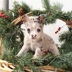 Gina/French Bulldog Mix									Puppy/Female	/7 Weeks