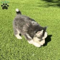 Saint/Pomsky									Puppy/Male	/7 Weeks,Toy sized black and white Pomsky puppy with 2 blue eyes and very calm, loving, and playful temperament. Beautiful fluffy wooly coat. 