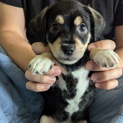 Rocky/Dachshund/Male/Baby Adopt a dog:Rocky/Dachshund/Male/Baby,Rocky sounds absolutely adorable! With that mix of Dachshund and Chihuahua, I can already imagine how full of personality he must be. He’s playful, cuddly, and loves to chill out—what a perfect balance! If you’re looking to share more about him or need tips on finding him the perfect home, feel free to let me know. He’s sure to bring so much joy to whoever adopts him