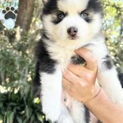 Saint/Pomsky									Puppy/Male	/7 Weeks,Toy sized black and white Pomsky puppy with 2 blue eyes and very calm, loving, and playful temperament. Beautiful fluffy wooly coat. 