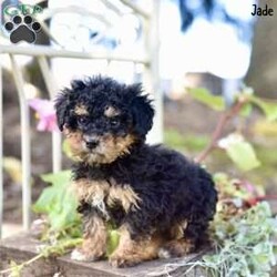 Jade/Toy Poodle									Puppy/Female	/9 Weeks,These toy Poodle puppies are delightful little companions eager to find loving homes. Raised in a nurturing family environment, these puppies are well-socialized, making them friendly and adaptable. Their parents weigh between 8 to 9 pounds, ensuring that the puppies will remain small and manageable.