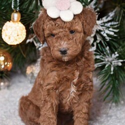 Cinnamon/Mini Goldendoodle									Puppy/Female	/7 Weeks