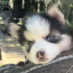 Saint/Pomsky									Puppy/Male	/7 Weeks,Toy sized black and white Pomsky puppy with 2 blue eyes and very calm, loving, and playful temperament. Beautiful fluffy wooly coat. 