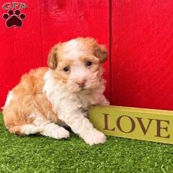 Lucky/Havanese									Puppy/Male	/8 Weeks, Lucky is a perfect little gold and white Akc registered havanese puppy! Up to date with all shots and dewormings and comes with a health guarantee! Was born 9/9/24. Family raised and well socialized! Ask us about our delivery options. Contact us today to reserve your new family member! 