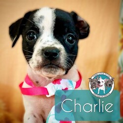 Adopt a dog:Charlie Betty/Pit Bull Terrier/Male/Baby,Meet Charlie! He is currently 4 weeks old, and we think he may be a Pit Bull Terrier mix but with rescue its always a guess! This puppy is from a part of the US where puppies are regularly euthanized. So, this puppy needs you! If you choose a puppy from this rescue, it saves their life AND it also allows us to save the life of another in its place.

Charlie is playful, sweet, curious, and cuddly. He loves to play with his siblings and take lots of naps. Eat, sleep, play, repeat - such is puppy life! 

Charlie is still young so he will need a family that can commit to training, socialization and all the dedication puppyhood requires. His new family will need to continue with potty and crate training and daily exercise. We require a commitment from adoptive families to crate train their new puppy. When old enough, they will be perfect to go on walks and hikes or show off around your neighborhood. 

You will be guaranteed to get lots of kisses in return from your new best friend!

Application link: https://adopt.animalsfirst.com/animal/62cc8e128b02916730334440/671af7caea49c545300c3cec

Please email tim@threelittlepittiesrescue.org with any questions.

Available for adoption in NV, MT, CO,UT, ID, OR, WA, Canada, and now the East Coast! Our PNW dogs are brought to you in style by a beautiful USDA licensed semi-truck, equipped with air conditioning for comfort, two drivers, and 2 onboard attendants providing 24 hour care. Our East Coast route will travel in a private, air conditioned 3LP-run van transport. 

Pick up day is unforgettable! You will get to follow along on their journey through a private FB Event page, where you will see photos, have the opportunity to connect with other adopters, and receive updates and constant communication along the way. One of our Adoption Coordinators can help to find the closest transport pick up location to you!

The adoption fee is $900.00 and includes all vetting as recommended by our doctor: DAPP (2 to 4 depending on age and time in the program), Bordetella, Rabies vaccine (if old enough), multiple broad spectrum deworming treatments, spay/neuter, flea prevention, 2 months of heartworm preventative, extended medical such as dentals, eye surgeries, and orthopedic surgeries prior to adoption when suggested by our partner vets, a microchip with free lifetime registration, a high quality nylon Martingale collar for dogs over 4 months old, a health certificate deeming the pup healthy for travel, cost of transport*, and many priceless years of love and loyal companionship!

*WE ARE TOLD THAT WE GO ABOVE AND BEYOND MEDICALLY. This is the feedback we tend to get, although we cannot guarantee perfect health. 
*To fully vet a dog in the PNW or the NE at many vets it would be upwards of $1,800 just to fix, vaccinate, chip, etc. The adoption fees charged by our rescue do not cover our expenses medically for each animal, but we offset costs with donations. Your adoption fee is considered a donation towards actual costs.

Why adopt from Three Little Pitties?

The stray and animal overpopulation in the Greater Houston area is the highest in the nation. Statistics show that there are over 1 million homeless animals in this region alone. Three Little Pitties Rescue is a nonprofit dog and cat rescue that partners with the community to make a difference. Our mission is to reduce the homeless pet population through community outreach, free spay and neuter services, and saving all breeds of dogs and cats from the streets or animal shelters that oftentimes have no other option but to euthanize animals for space. This dog youve found online is lucky to be in our program, and even luckier to have you notice it!

Three Little Pitties wants to set you and your new pet up for success! We know our dogs and we work hard to prepare them socially for adoption. We are a network of dedicated people who are heavily invested in seeing our animals thrive. From the moment they are accepted into our program, our Intake, Behavior & Medical teams prepare them for adoption by properly vetting, behaviorally assessing, and providing customized plans depending on the dogs needs. We seek to adopt to families who understand that these are rescue dogs and will require continued training efforts, but will be well on their way to being the best dogs that they can be!

It doesnt stop there! Our adopters also receive these special perks:

 30 day trial of pet insurance with Trupanion (must register within 24 hours of first vet appt.)
 A free private online dog training session with GoodPup plus low pricing for future sessions (approx $25 weekly for an 8 week course of one session per week)
 One free bonus toy in every BarkBox when signing up for their Super Chewer subscription plan
 70% off of your first order of Fetch, a PNW based, organic fresh dog food loaf meal subscription plan
 Coupons for a fun visit to Petco 
 Access to our exclusive FB Adopters page, where you can network for play dates, resources, and connect with other adopters that share their passion for their adopted pup!

We celebrated our 6 year anniversary this year! Through the combined efforts of all of our hardworking staff and volunteers, we have placed over 12,000 very lucky dogs and cats into amazing homes! By adopting from us, you save TWO lives! The pet you adopt, and you create an opportunity for another animal to be saved in that spot. Together, we can be heroes.

Follow our rescue journey through the links below!

https://www.threelittlepittiesrescue.org/ https://www.facebook.com/threelittlepittiesrescue https://www.instagram.com/threelittlepittiesrescue

*Due to the rising cost of fuel and transportation expenses, there will be an additional $74 surcharge for transport.

DISCLAIMER- Breed type is determined based on general appearance and behavioral characteristics, and cannot be guaranteed unless DNA test results or AKC registration were provided at intake.