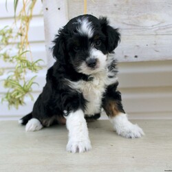Ty/Mini Aussiedoodle Puppy/Male /September 16th, 2024 Ty/Mini Aussiedoodle Puppy/Male /September 16th, 2024,Here comes Ty a loving Mini Aussiedoodle puppy who is well socialized with children and family raised. This little cutie comes up to date on shots and dewormer and vet checked! The breeder offers a health guarantee on this puppy as well. If you are searching for a delightful little puppy with a gentle heart contact Susie today!