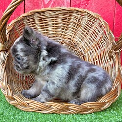 Turbo/French Bulldog									Puppy/Male																/15 Weeks, Turbo is a stunning little blue tan Merle visual fluffy AKC registered frenchy puppy! Carries pink chocolate and is no brindle no pied! Up to date with all shots and dewormings and comes with a health guarantee! Was born 8/19/24. Family raised and well socialized! Contact us today to get your new family member! Ask us about our delivery options! 