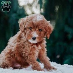 Theo/Mini Goldendoodle									Puppy/Male	/8 Weeks,Meet our adorable mini goldendoodle puppies!They are raised on our family farm and are well socialized by our 2 small children!They’re vet checked,vaccinated and come with a 30 day health guarantee.Their father is a 17lb mini poodle and the mother is a 25 lb mini poodle so this makes the puppies F1B.If you are interested in adopting one of these lovable puppies feel free to contact us anytime.We are closed Sundays 