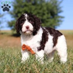 Zeke/Springerdoodle									Puppy/Male																/9 Weeks,Meet Zeke, the adorable F1B Springerdoodle! This charming little guy is the perfect mix of Springer Spaniel and Poodle, with soft, wavy curls that bounce with every step. His twinkling eyes shine with curiosity, and his little tail wags non-stop, spreading joy wherever he goes. Zeke’s sweet puppy eyes and love for cuddles make him an instant heartthrob. He’s full of energy, loves playtime, and is eager to learn new tricks to impress his favorite humans. Every day with him promises new adventures, filled with puppy love and endless tail wags!