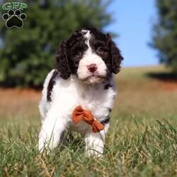 Zeke/Springerdoodle									Puppy/Male																/9 Weeks,Meet Zeke, the adorable F1B Springerdoodle! This charming little guy is the perfect mix of Springer Spaniel and Poodle, with soft, wavy curls that bounce with every step. His twinkling eyes shine with curiosity, and his little tail wags non-stop, spreading joy wherever he goes. Zeke’s sweet puppy eyes and love for cuddles make him an instant heartthrob. He’s full of energy, loves playtime, and is eager to learn new tricks to impress his favorite humans. Every day with him promises new adventures, filled with puppy love and endless tail wags!