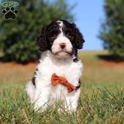 Zeke/Springerdoodle									Puppy/Male																/9 Weeks,Meet Zeke, the adorable F1B Springerdoodle! This charming little guy is the perfect mix of Springer Spaniel and Poodle, with soft, wavy curls that bounce with every step. His twinkling eyes shine with curiosity, and his little tail wags non-stop, spreading joy wherever he goes. Zeke’s sweet puppy eyes and love for cuddles make him an instant heartthrob. He’s full of energy, loves playtime, and is eager to learn new tricks to impress his favorite humans. Every day with him promises new adventures, filled with puppy love and endless tail wags!