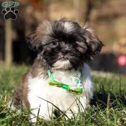 Ace/Shih Tzu									Puppy/Male	/10 Weeks,Introducing Ace! This little boy is an adorable Shihtzu puppy with a heart of absolute gold. He has a stunning, soft coat paired with large brown eyes that will melt your heart the moment you meet him. Shihtzus are known to be affectionate and loyal, they also love playtime and cuddling with their favorite people. They tend to be adaptable to various environments and should have no problem adjusting to their new homes!  