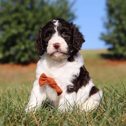 Zeke/Springerdoodle									Puppy/Male																/9 Weeks