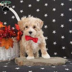 Carter/Maltipoo									Puppy/Male	/8 Weeks,Meet Carter! This super cute Maltipoo puppy is vet checked & up to date on shots & wormer. He is registered with the ICA, plus comes with a health guarantee provided by the breeder! Carter is well socialized & currently being family raised with children! If you would like more information on this sweetheart, please contact Jay Paul & Elva Shirk today!