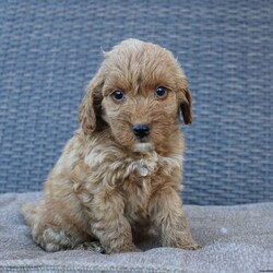 Coy/Mini Goldendoodle									Puppy/Male																/10 Weeks,Here comes the puppy of your dreams! Soft, fluffy, and kissable! This little cutie comes up to date on shots and dewormer and vet checked. The breeder made sure that the puppies are all well socialized with children and family raised. If you are interested in learning more about our puppies contact us today!