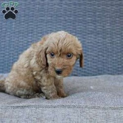 Coy/Mini Goldendoodle									Puppy/Male																/10 Weeks,Here comes the puppy of your dreams! Soft, fluffy, and kissable! This little cutie comes up to date on shots and dewormer and vet checked. The breeder made sure that the puppies are all well socialized with children and family raised. If you are interested in learning more about our puppies contact us today!