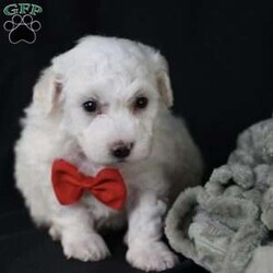 Bobby/Bichon Frise									Puppy/Male	/5 Weeks, is a happy, cuddly Bichon Frise puppy with a heart of gold. With her fluffy white coat and sparkling eyes, she’s a bundle of joy waiting to fill your days with love and laughter.