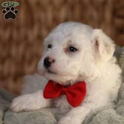 Bobby/Bichon Frise									Puppy/Male	/5 Weeks, is a happy, cuddly Bichon Frise puppy with a heart of gold. With her fluffy white coat and sparkling eyes, she’s a bundle of joy waiting to fill your days with love and laughter.