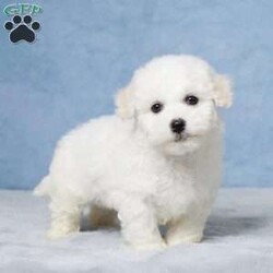 Benji/Bichon Frise									Puppy/Male	/9 Weeks,Meet Benji, an adorable Bichon Frise puppy with a heart full of love! Raised with care and devotion, Benji has been well-socialized in a family environment, ensuring he’s friendly, confident, and ready to spread joy. This little fluff ball is fully vet-checked and up-to-date on all vaccinations, giving you peace of mind as he joins your family. Benji can’t wait to bring his endless affection and playful spirit to his new forever home!