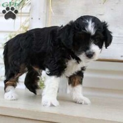 Ty/Mini Aussiedoodle Puppy/Male /September 16th, 2024 Ty/Mini Aussiedoodle Puppy/Male /September 16th, 2024,Here comes Ty a loving Mini Aussiedoodle puppy who is well socialized with children and family raised. This little cutie comes up to date on shots and dewormer and vet checked! The breeder offers a health guarantee on this puppy as well. If you are searching for a delightful little puppy with a gentle heart contact Susie today!