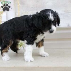 Ty/Mini Aussiedoodle Puppy/Male /September 16th, 2024 Ty/Mini Aussiedoodle Puppy/Male /September 16th, 2024,Here comes Ty a loving Mini Aussiedoodle puppy who is well socialized with children and family raised. This little cutie comes up to date on shots and dewormer and vet checked! The breeder offers a health guarantee on this puppy as well. If you are searching for a delightful little puppy with a gentle heart contact Susie today!
