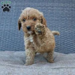 Coy/Mini Goldendoodle									Puppy/Male																/10 Weeks,Here comes the puppy of your dreams! Soft, fluffy, and kissable! This little cutie comes up to date on shots and dewormer and vet checked. The breeder made sure that the puppies are all well socialized with children and family raised. If you are interested in learning more about our puppies contact us today!