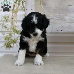 Ty/Mini Aussiedoodle Puppy/Male /September 16th, 2024 Ty/Mini Aussiedoodle Puppy/Male /September 16th, 2024,Here comes Ty a loving Mini Aussiedoodle puppy who is well socialized with children and family raised. This little cutie comes up to date on shots and dewormer and vet checked! The breeder offers a health guarantee on this puppy as well. If you are searching for a delightful little puppy with a gentle heart contact Susie today!