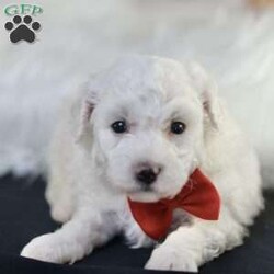 Bobby/Bichon Frise									Puppy/Male	/5 Weeks, is a happy, cuddly Bichon Frise puppy with a heart of gold. With her fluffy white coat and sparkling eyes, she’s a bundle of joy waiting to fill your days with love and laughter.