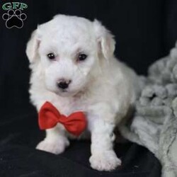 Bobby/Bichon Frise									Puppy/Male	/5 Weeks, is a happy, cuddly Bichon Frise puppy with a heart of gold. With her fluffy white coat and sparkling eyes, she’s a bundle of joy waiting to fill your days with love and laughter.