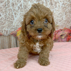 Adopt a dog:Latte/Cavapoo/Female/8 weeks,Are you looking for the best puppy ever? Well, you found me! My name is Latte and I am the best! How do I know? Well, just look at me. Aren't I adorable? Also, I come up to date on my vaccinations and vet checked from head to tail, so not only am I cute, but healthy too! I promise to be on my best behavior when I'm with my new family. I'm just a bundle of joy to have around. So, hurry and pick me to show off what an excellent puppy you have!