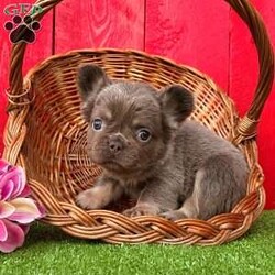 Wendy/French Bulldog									Puppy/Female	/13 Weeks,  Wendy is a precious little lilac tan visual fluffy AKC registered frenchy puppy! Carries pink and is no brindle no pied! Up to date with all shots and dewormings and comes with a health guarantee! Was born 8/23/24. Family raised and well socialized! Contact us today to get your new family member! Ask us about our delivery options! 