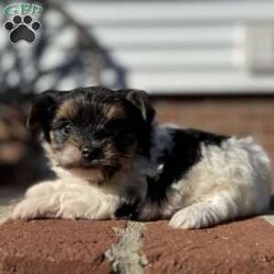 Emily/Biewer Terrier									Puppy/Female	/6 Weeks,Hey There, My name is Emily! I am a very beautiful female Biewer puppy! I was born on October 5th, 2024. I am such a sweet little girl! I’m looking for my new family, could that be with you? If you choose me I will come home to you vet checked with my vaccinations and deworming up to date and I will also be microchipped! If you think that I would be the perfect little addition for your family, then please call or text to find out more information about me!