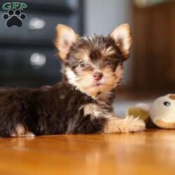 Alice/Morkie / Yorktese Puppy/Female /10 Weeks Alice/Morkie / Yorktese Puppy/Female /10 Weeks,Alice is the sweetest Morkie around! With her soft coat and sweet puppy dog eyes she is used to getting her way:) This little sweetheart has us all wrapped around her little paw. A soft, silky white coat and rambunctious personality are just a few of her winning qualities. Highly trainable, focused, and extremely adorable, the Morkie was built for family life. If you are looking for a dog that will keep up with the fast-paced and ever-changing schedule of a family with kids, this is the perfect match. Morkie are calm when they are not exercising but can also be super energetic thanks to their outgoing personality.