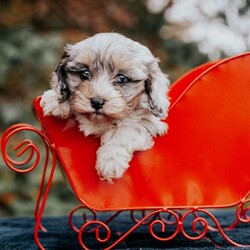 Bella/Cavapoo									Puppy/Female	/7 Weeks,Bella is a beautiful cavapoo pupppy that is looking for a new family! She is vet checked and is up to date on all vaccinations and deworming. She has 24/7 indoor/outdoor access, and is used to going potty outdoors. Call us today for adoption details!