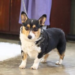 Ruby/Pembroke Welsh Corgi									Puppy/Female	/7 Weeks,Meet Ruby! She is the most darling AKC Pembroke Welsh Corgi puppy. This little bundle of vivacious energy will keep you on your toes with her outgoing personality and adorable puppy antics. With hair as soft as silk and a tendency to snuggle, she can also be the best nap buddy. If you are searching for a companion for many adventures, you have found the one. This baby will bring joy and excitement to any ordinary day!