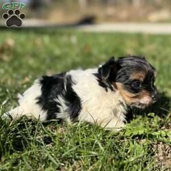 Emily/Biewer Terrier									Puppy/Female	/6 Weeks,Hey There, My name is Emily! I am a very beautiful female Biewer puppy! I was born on October 5th, 2024. I am such a sweet little girl! I’m looking for my new family, could that be with you? If you choose me I will come home to you vet checked with my vaccinations and deworming up to date and I will also be microchipped! If you think that I would be the perfect little addition for your family, then please call or text to find out more information about me!